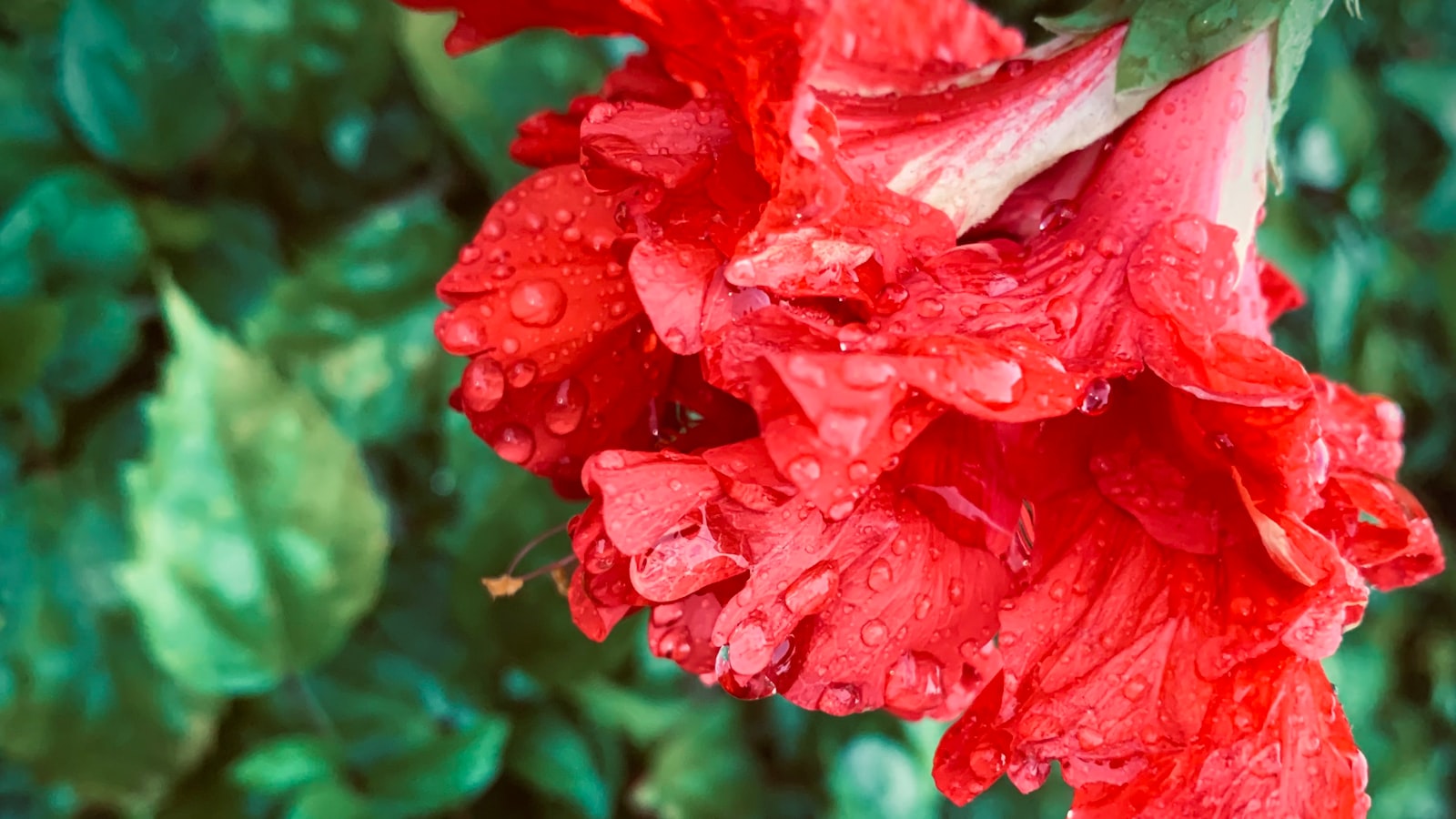 Expert Recommendations: Incorporating Hibiscus Flowers into Your Rabbit's Diet