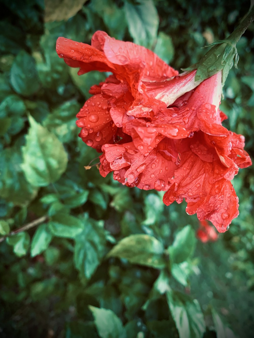 a red flower with green leaves