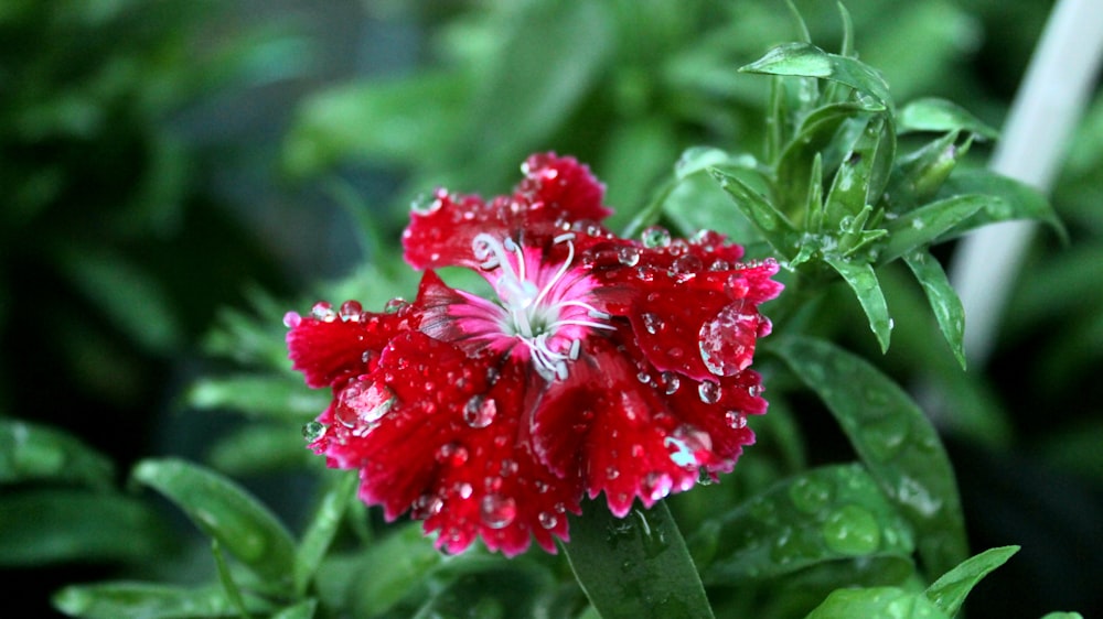 a close up of a red flower