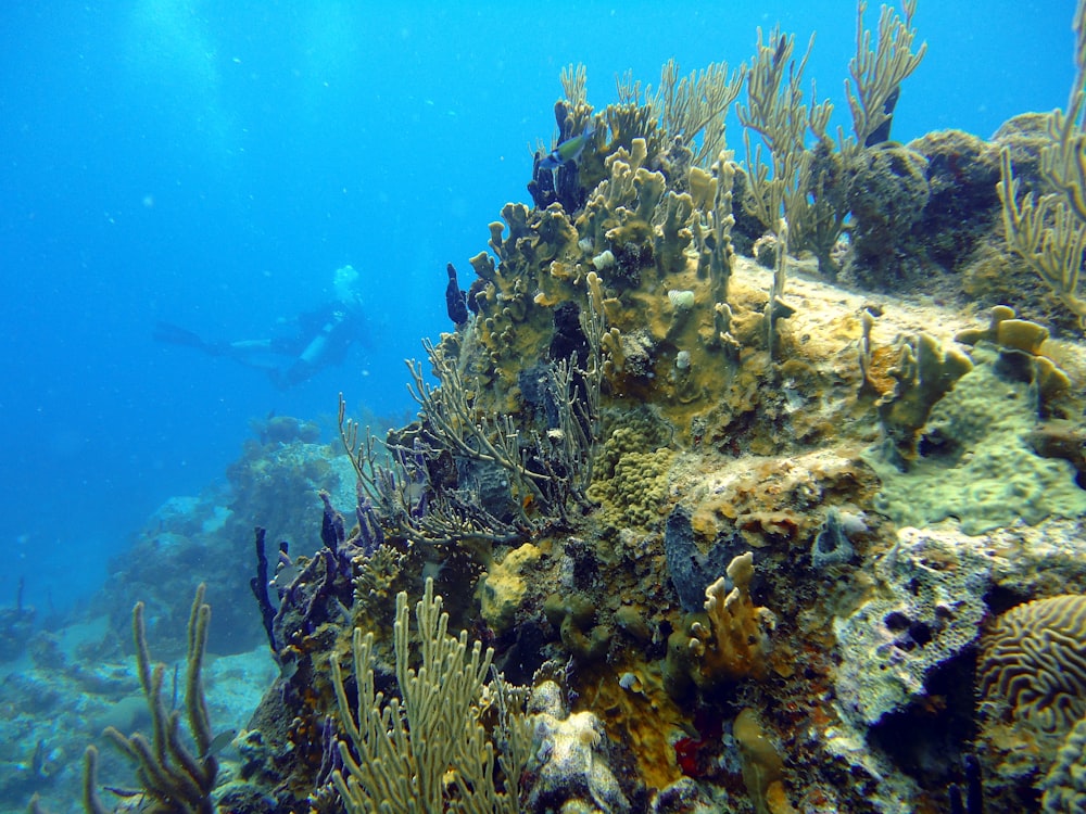 um recife de coral com peixes