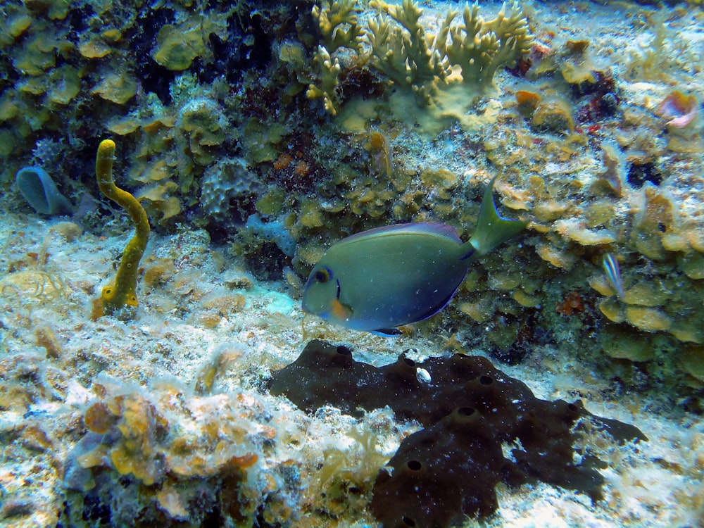 a group of fish swimming in the water