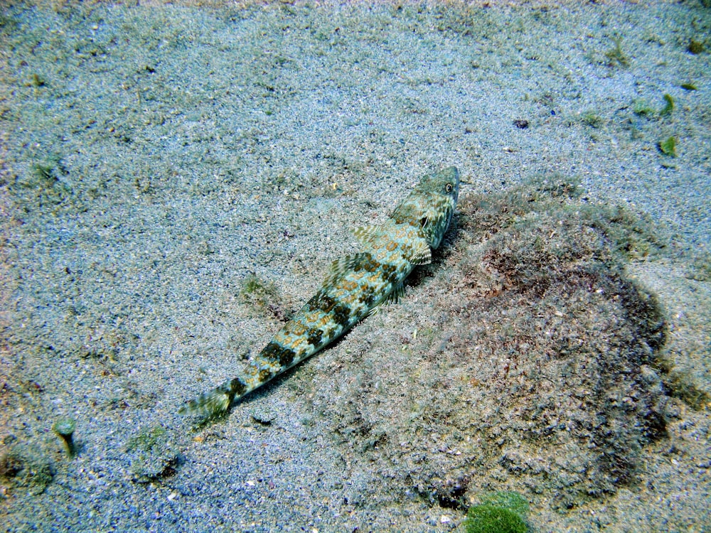 a lizard on the ground