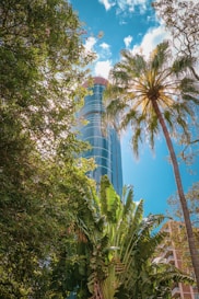 a tall building behind trees