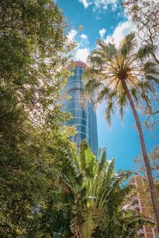 a tall building behind trees