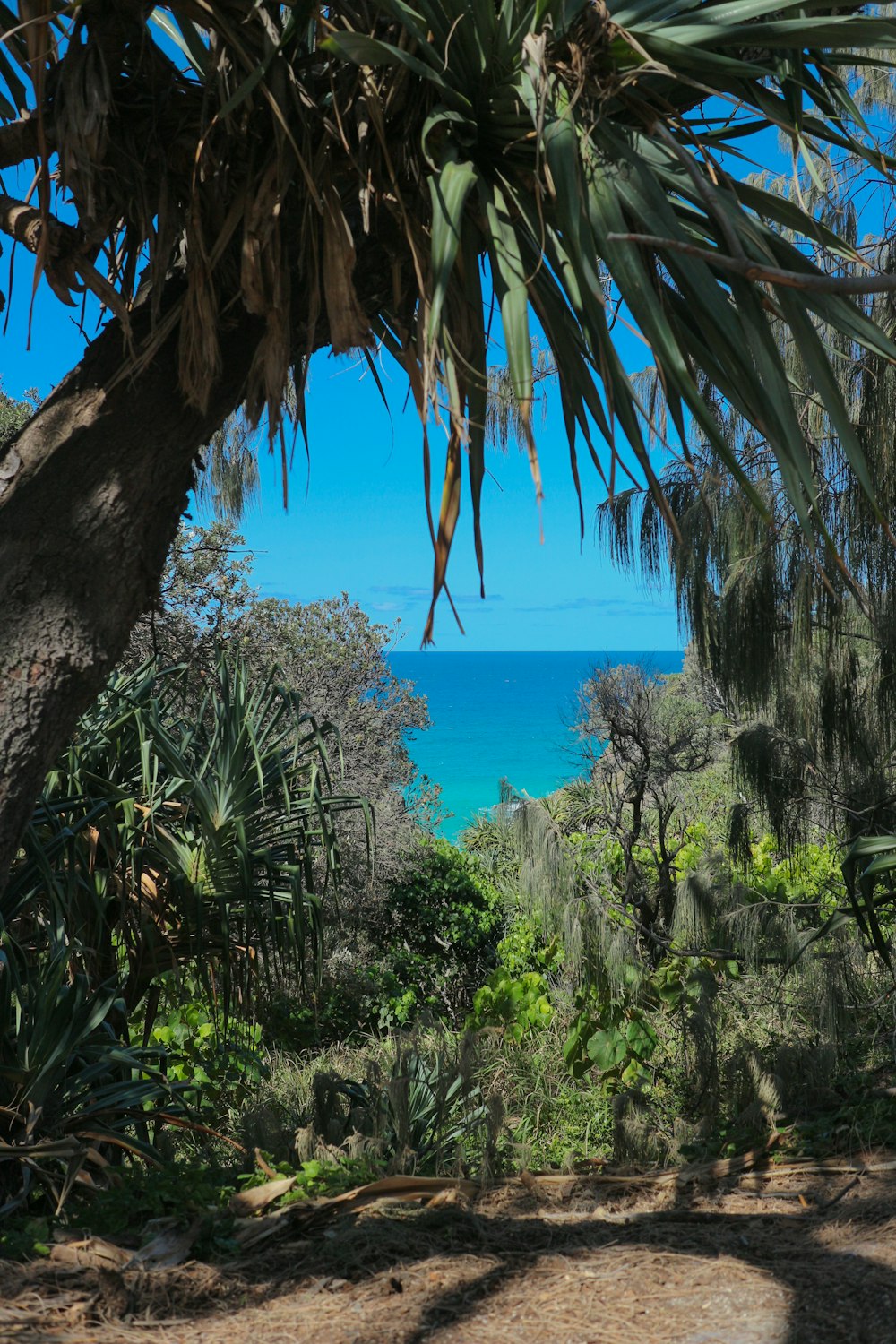 Una playa tropical con palmeras