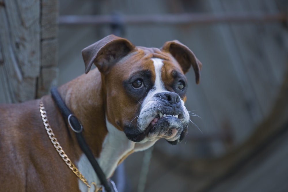 a dog looking through a fence