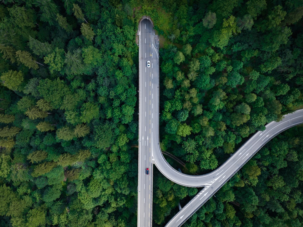 a road with trees on either side