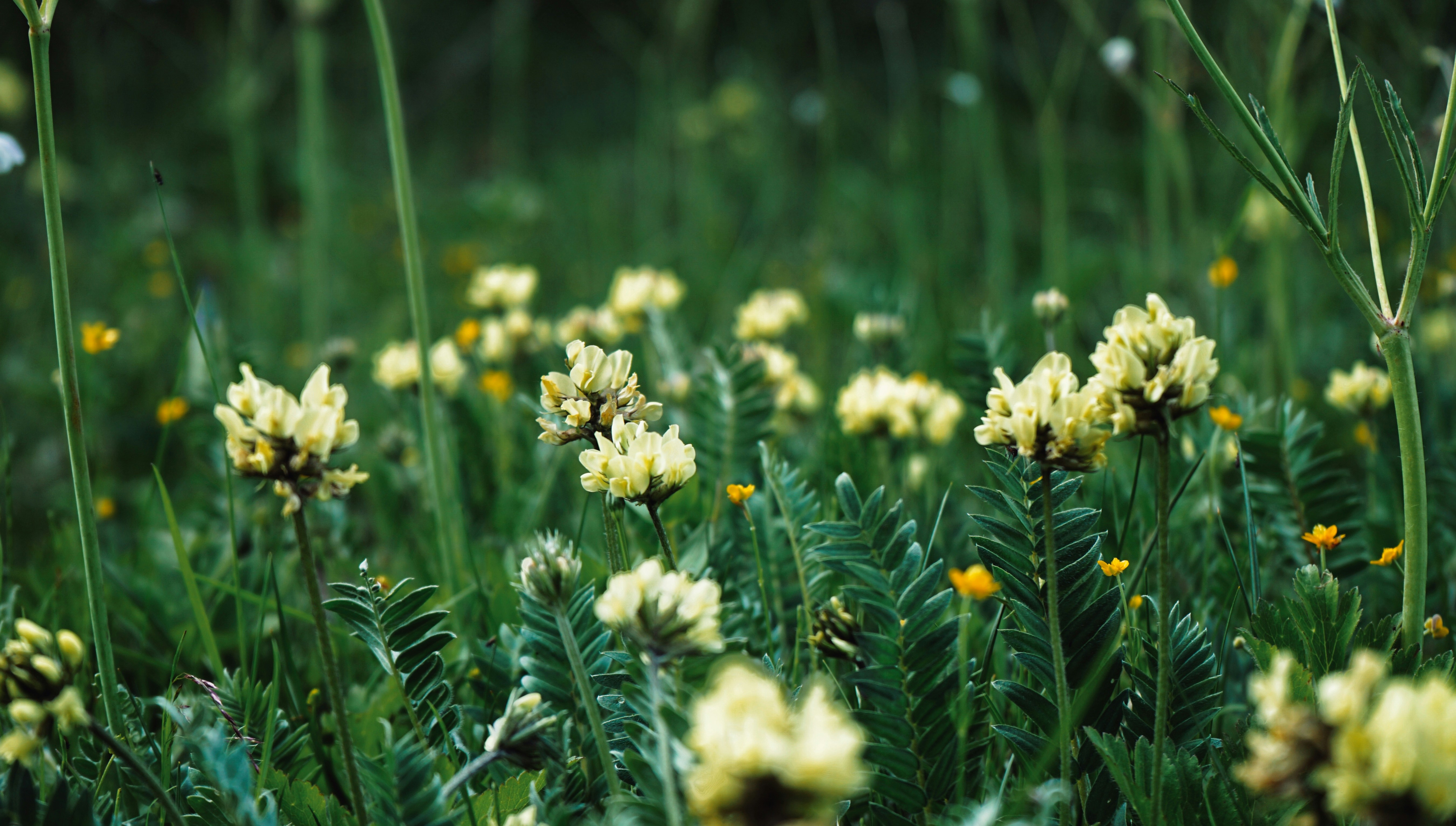 Photo by judahwester