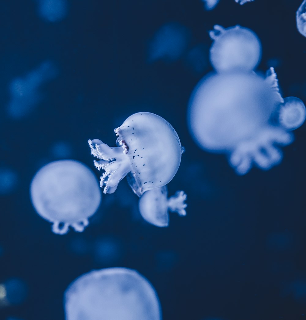 a group of jellyfish