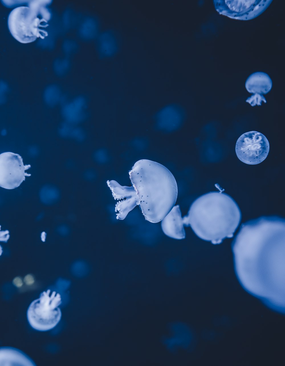 a group of jellyfish