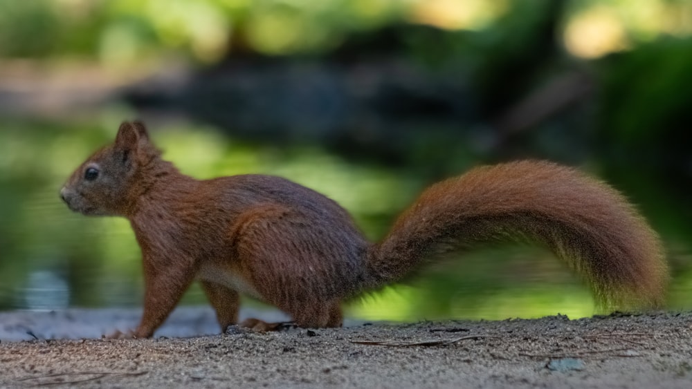 Ein Eichhörnchen steht auf einem Felsen