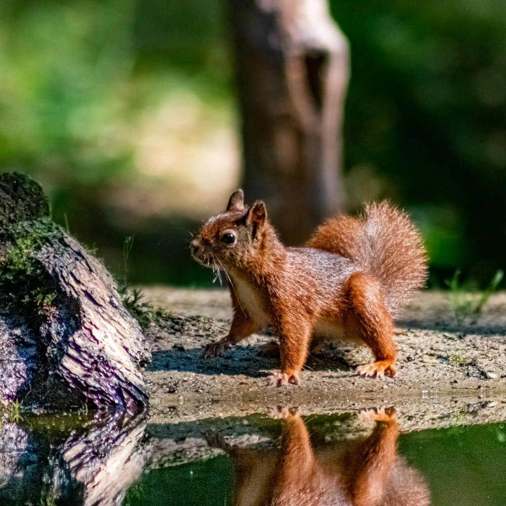 Ein Eichhörnchen steht auf einem Felsen