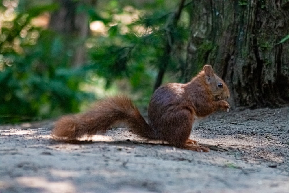 Ein Eichhörnchen auf dem Boden