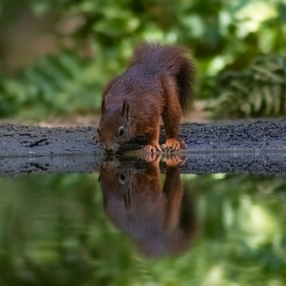 um animal marrom em pé em um tronco