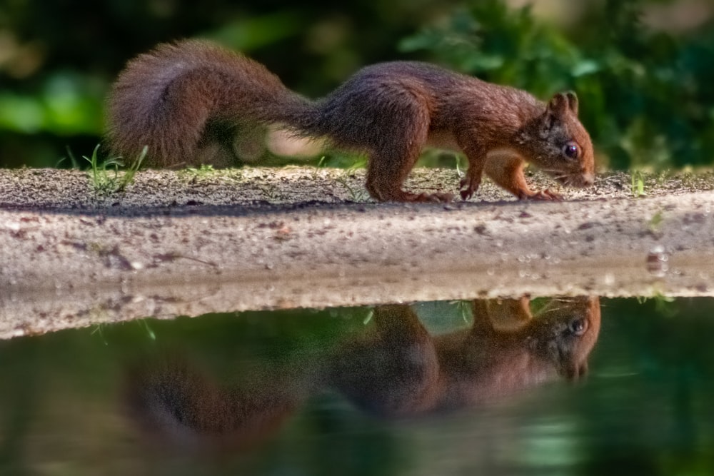 a couple of squirrels by a pond