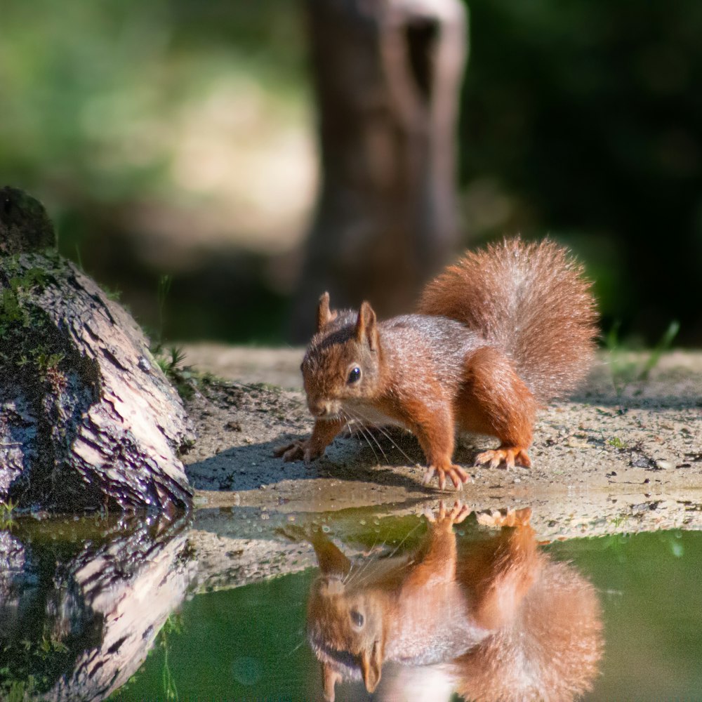 a squirrel standing on a rock next to a body of water