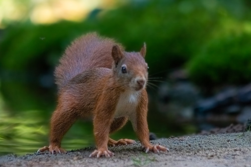 a brown squirrel standing on a rock