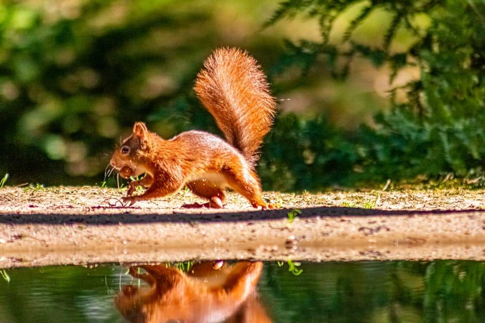 ein Eichhörnchen, das eine Nuss isst