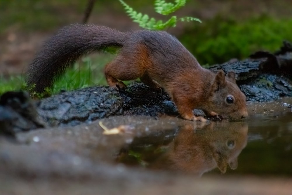 a squirrel standing on a rock