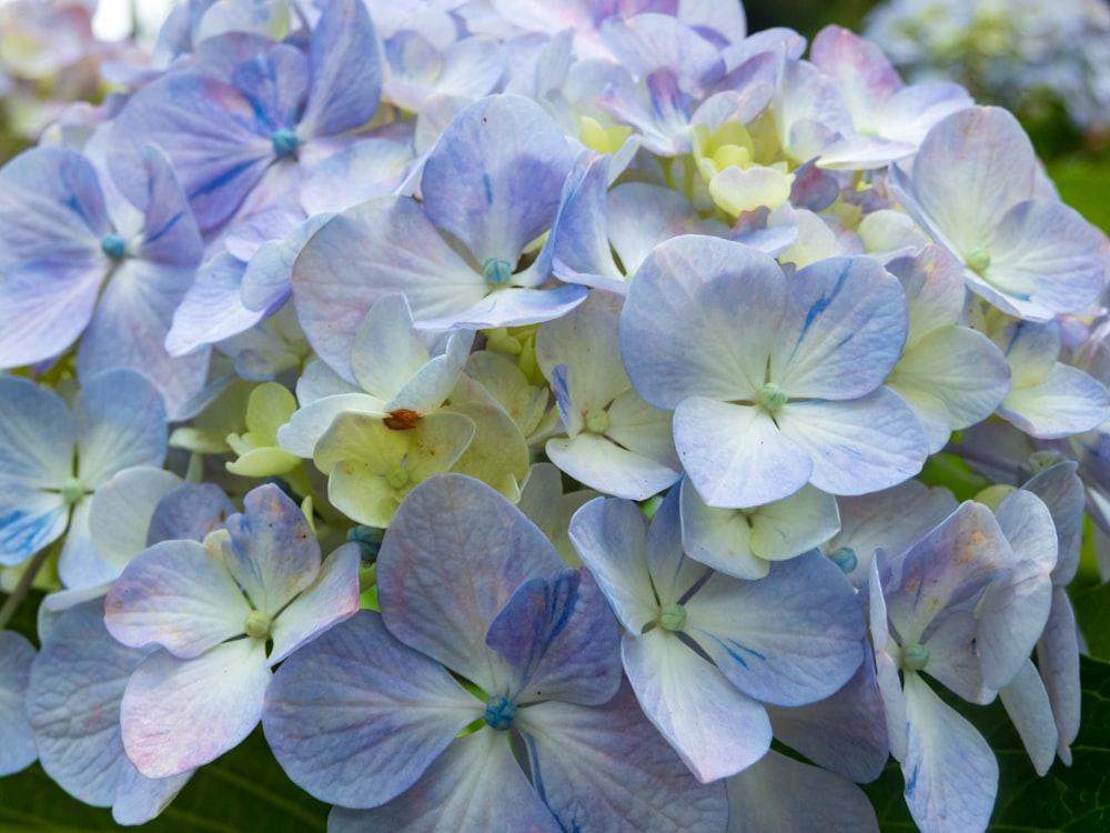 a group of flowers