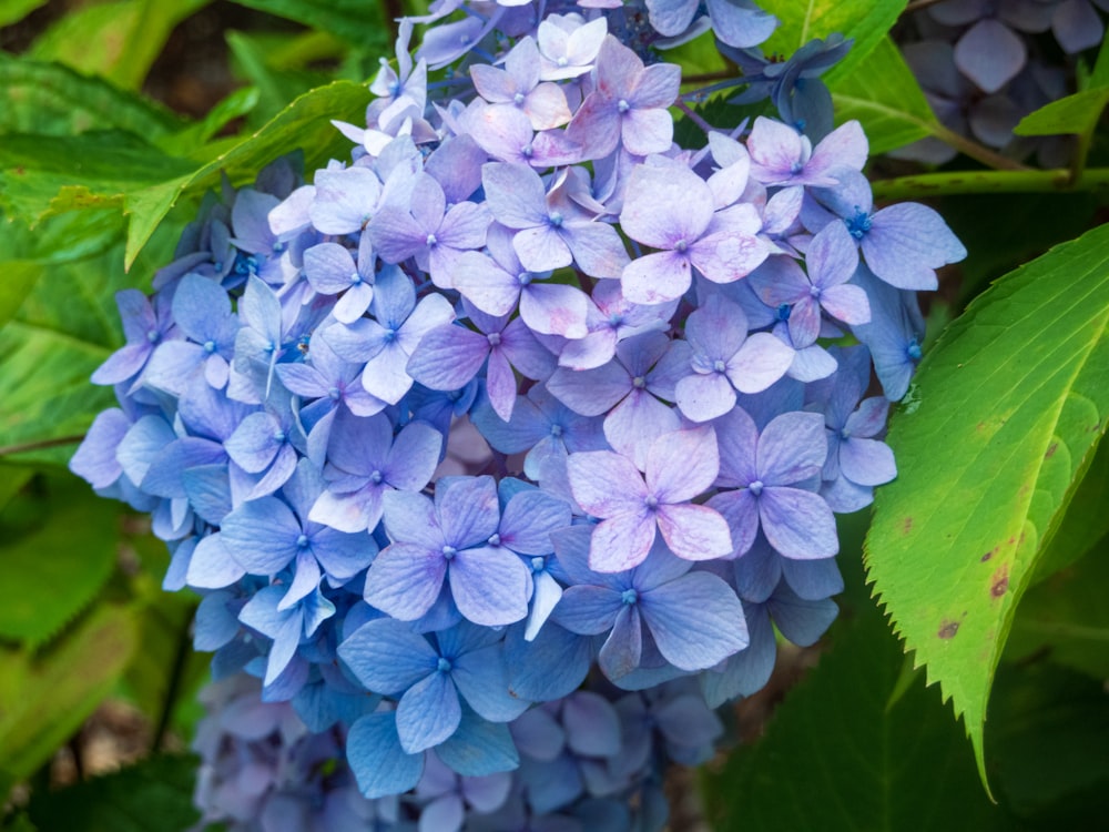 a group of blue flowers