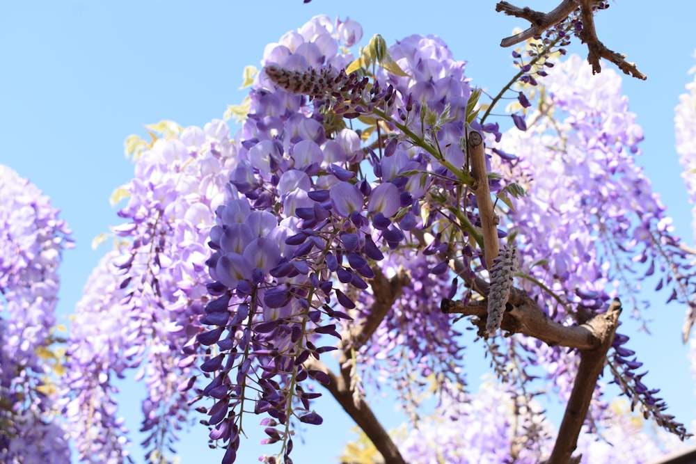 Un árbol con flores púrpuras