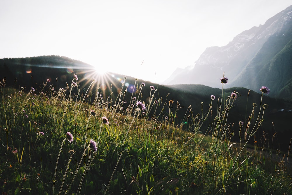 a field of grass with a mountain in the background