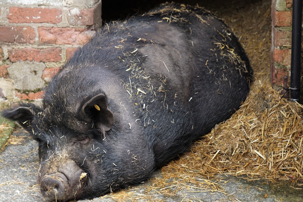 um porco preto deitado no feno