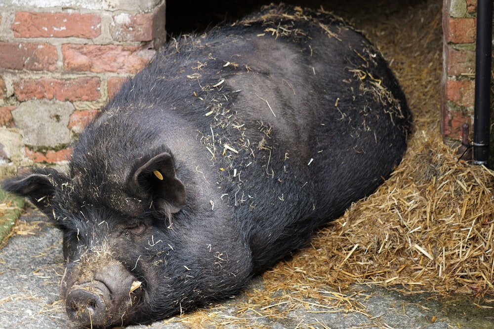 Ein schwarzes Schwein, das auf Heu liegt