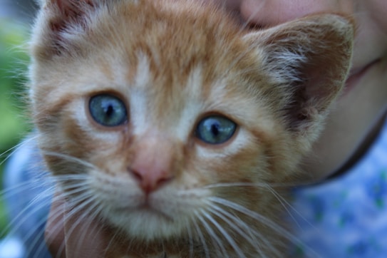 A close-up of a ginger kitten with striking blue eyes. The kitten's fur is fluffy and orange, with delicate features that include a small nose and prominent whiskers. There is a hint of a person holding the kitten, visible in the background, with a soft focus on the face visible next to the kitten.