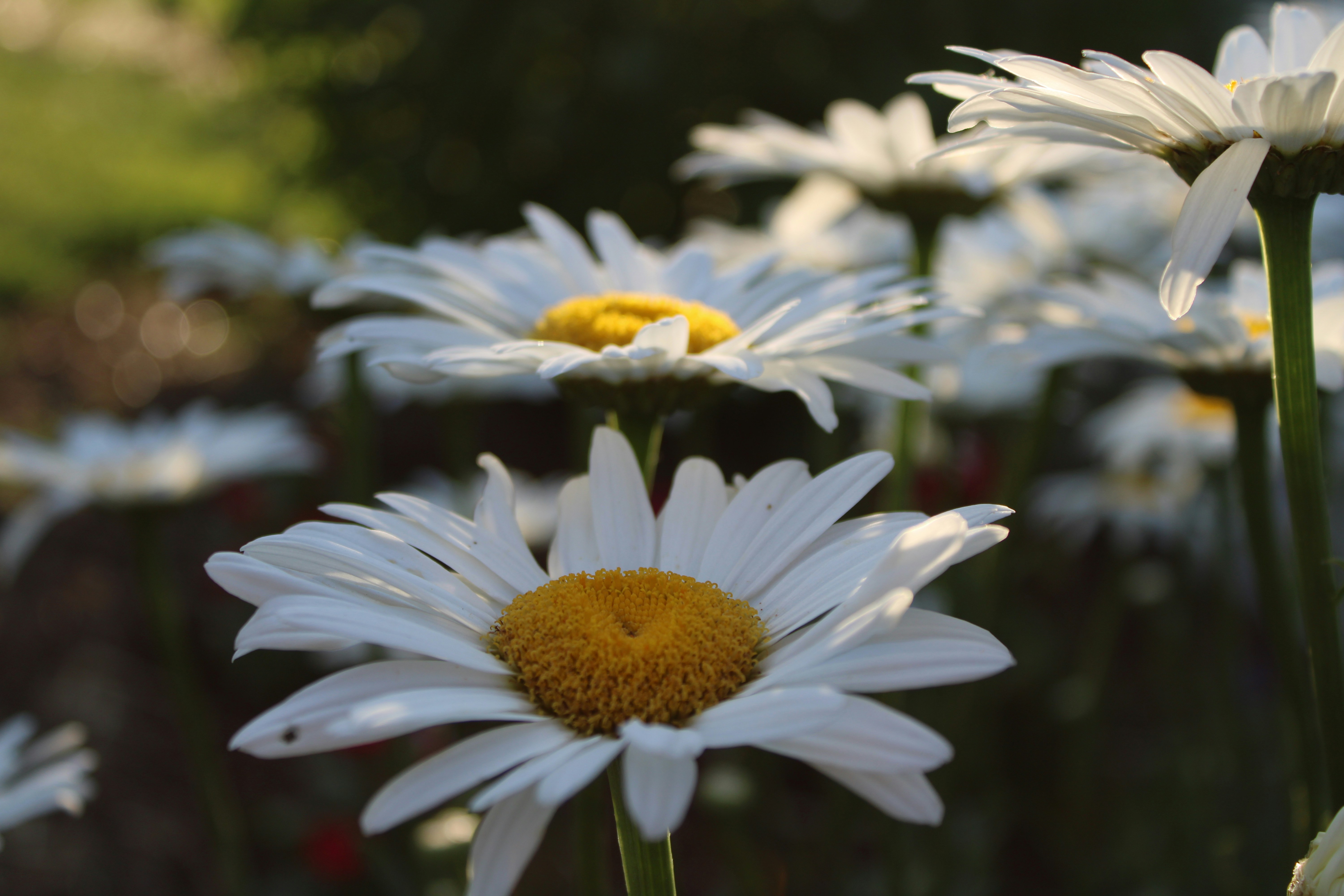 a close up of a flower