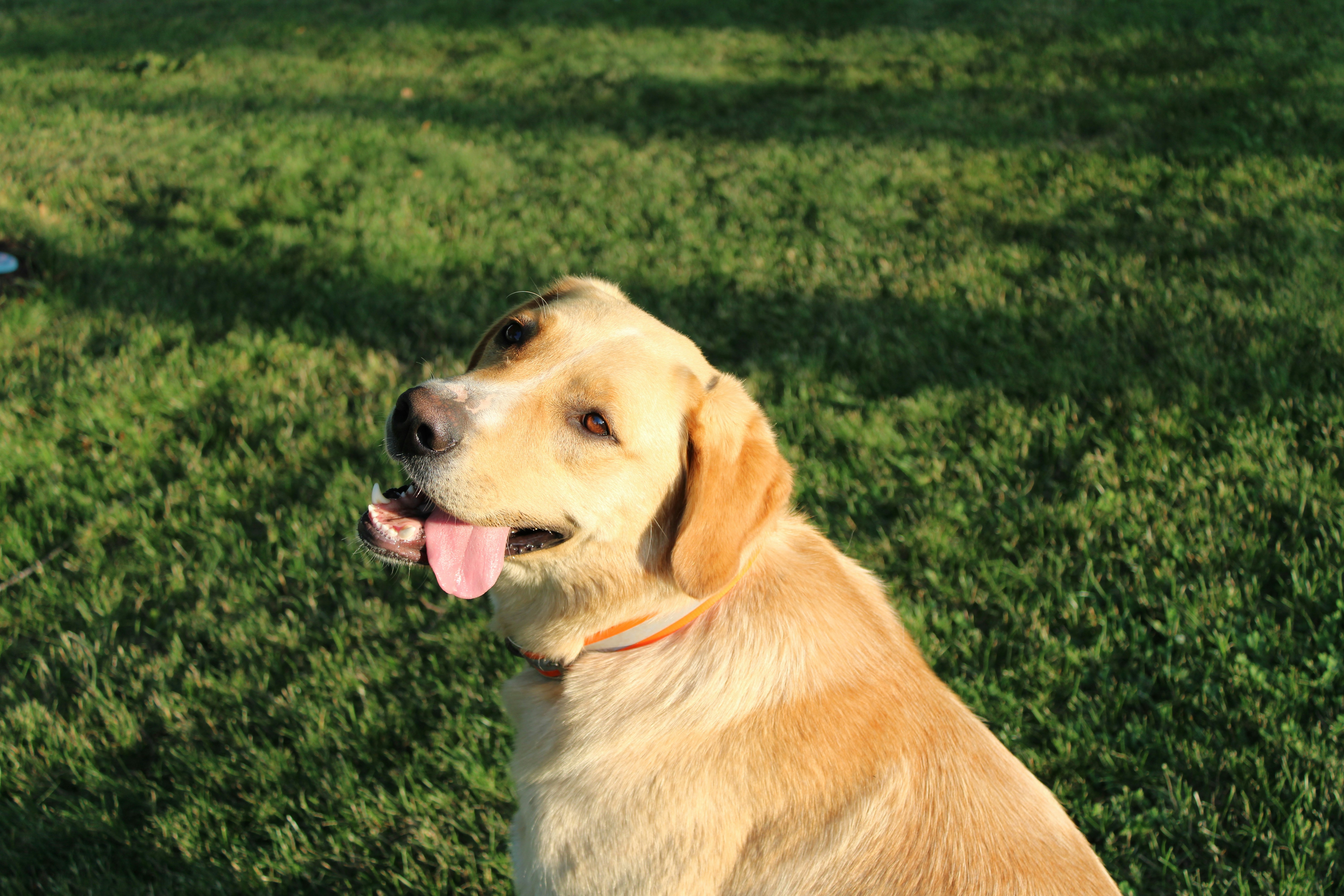 a dog lying in the grass