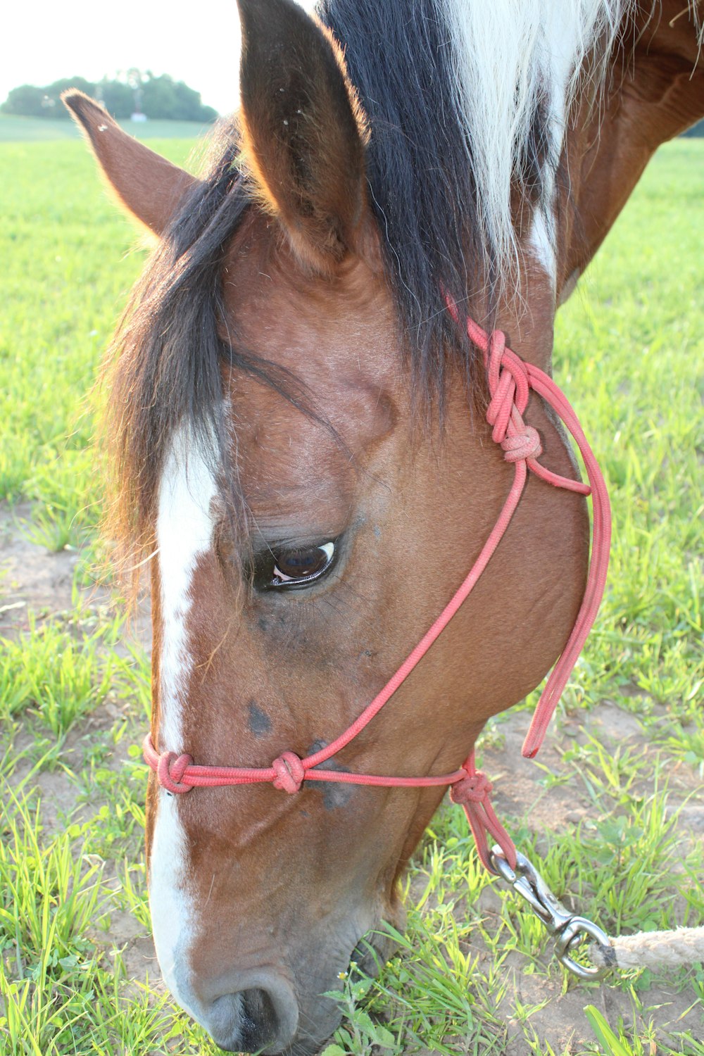a horse with a red harness