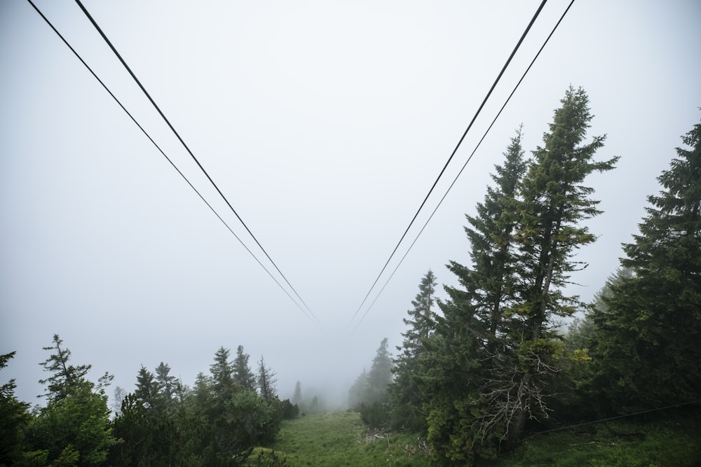 a group of trees and power lines