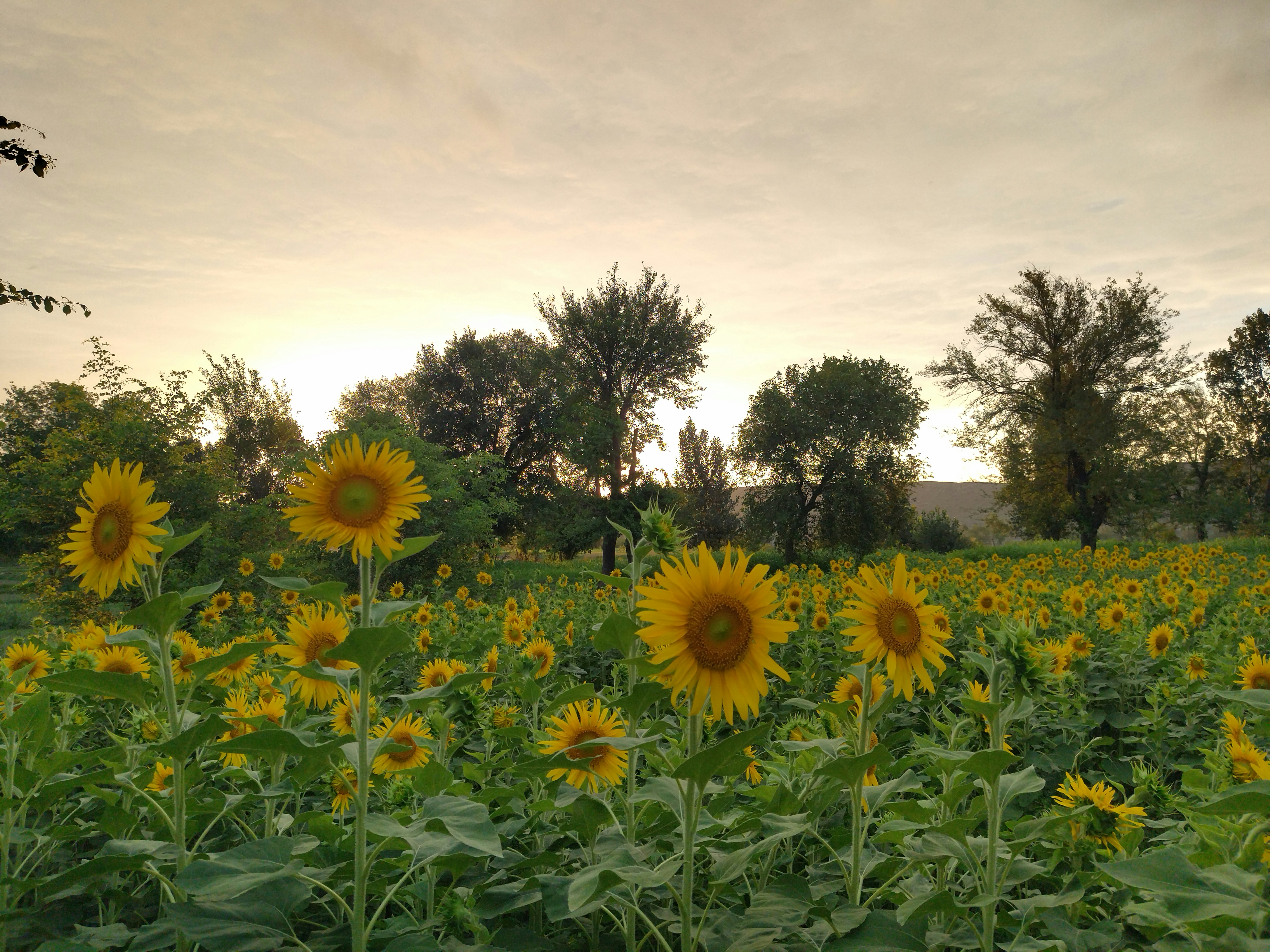 Parque Arcos Los Girasoles