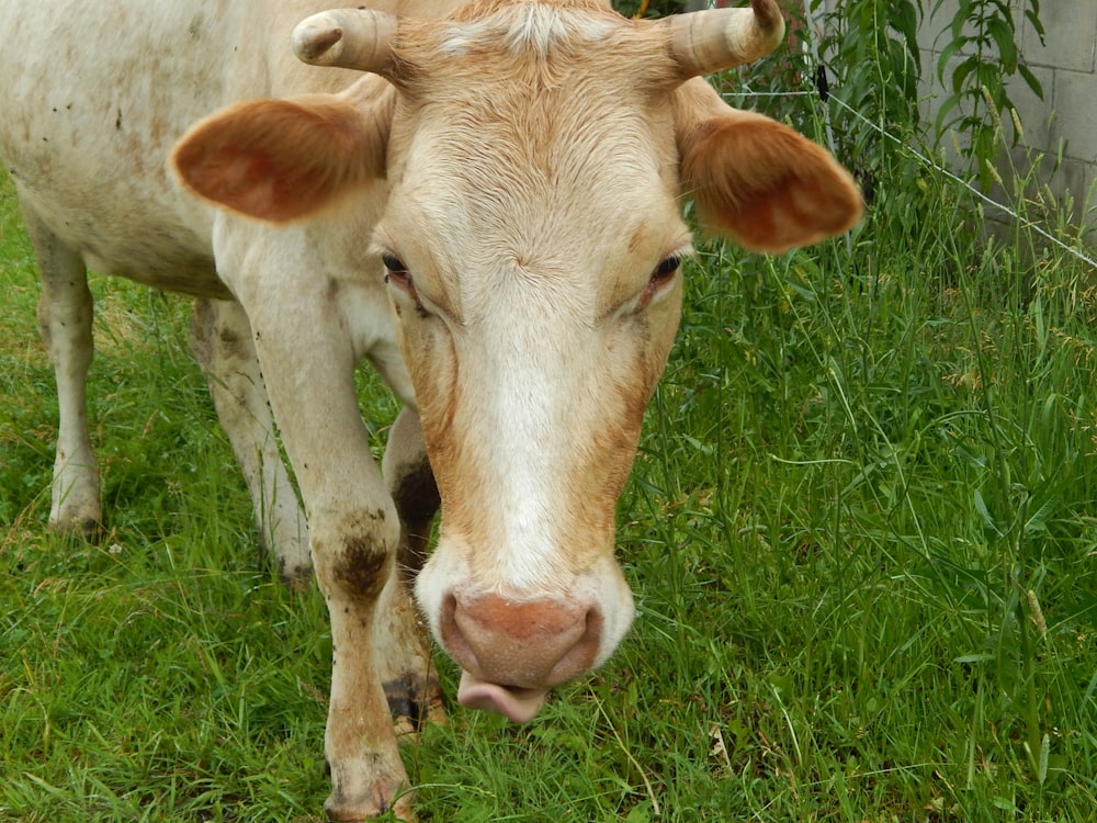 a cow standing in a grassy area