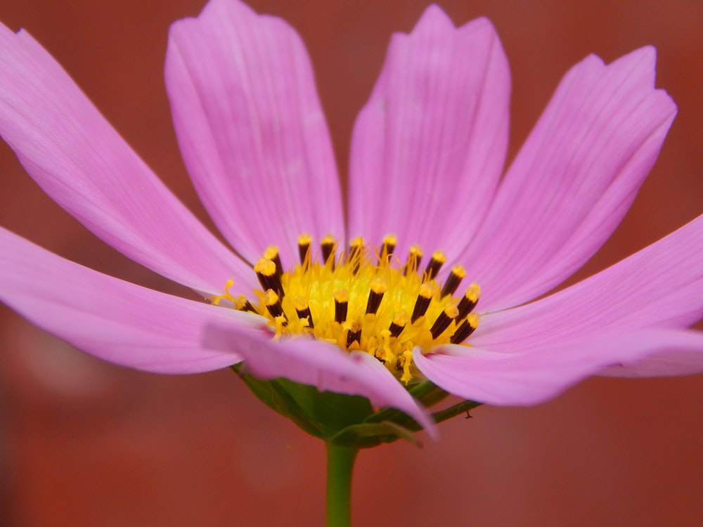 a close up of a flower