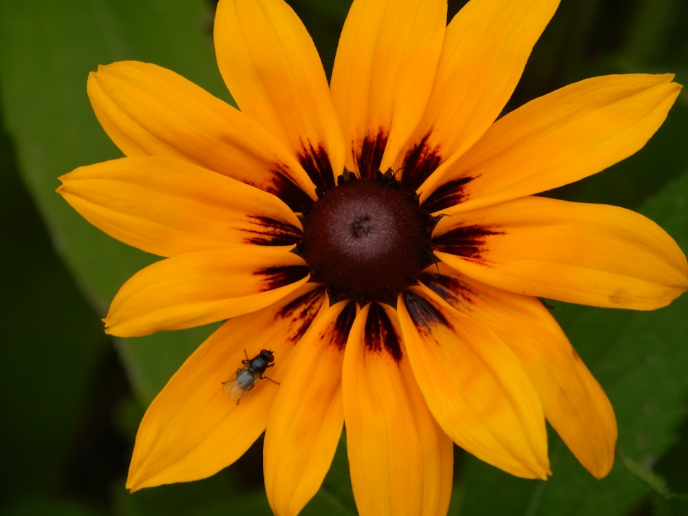 a bee on a yellow flower