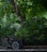 A cargo bicycle with a dark frame and an attached cargo box is parked on a street. It stands against an ornate metal fence, surrounded by lush greenery and dense foliage. The vibrant green leaves of the trees and bushes form a canopy and provide a serene, shaded setting, partially illuminated by sunlight.