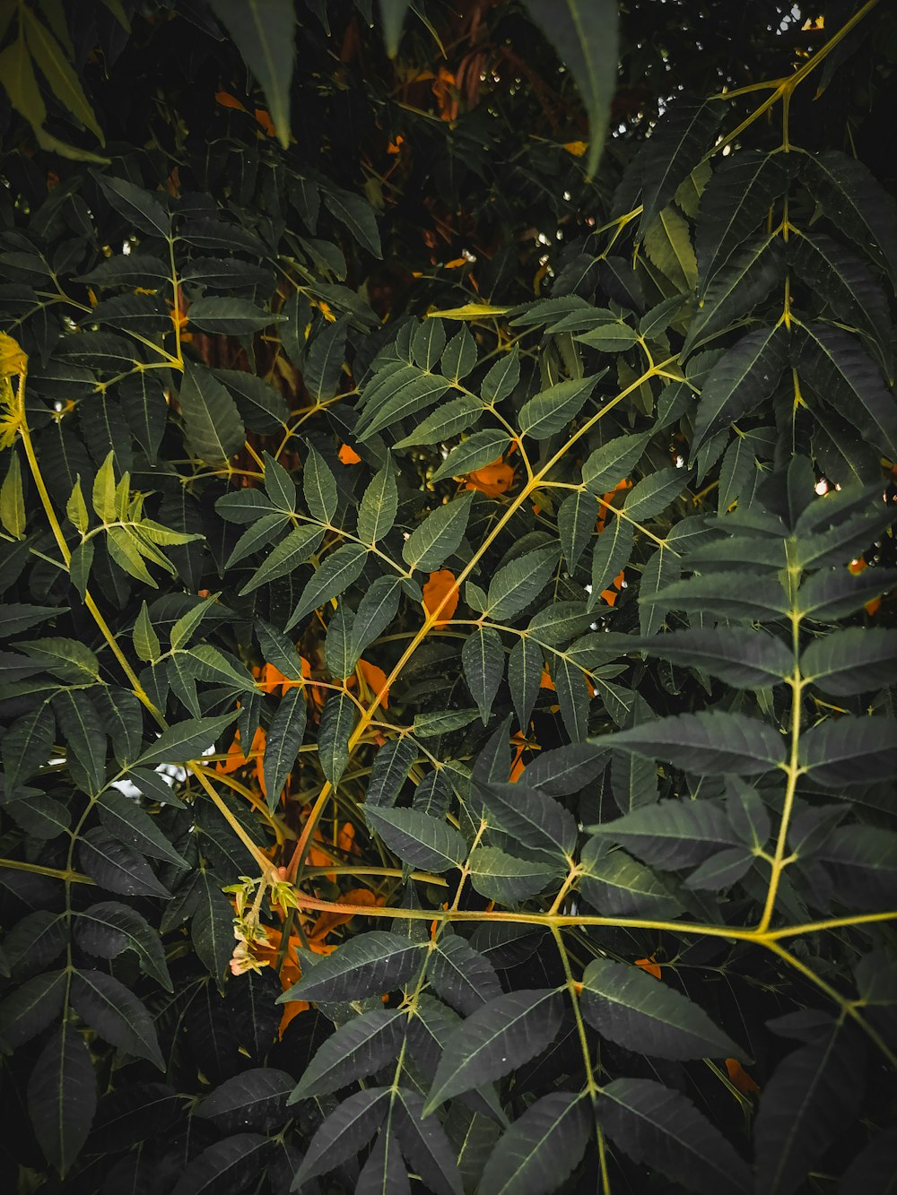 a group of plants with orange fruits