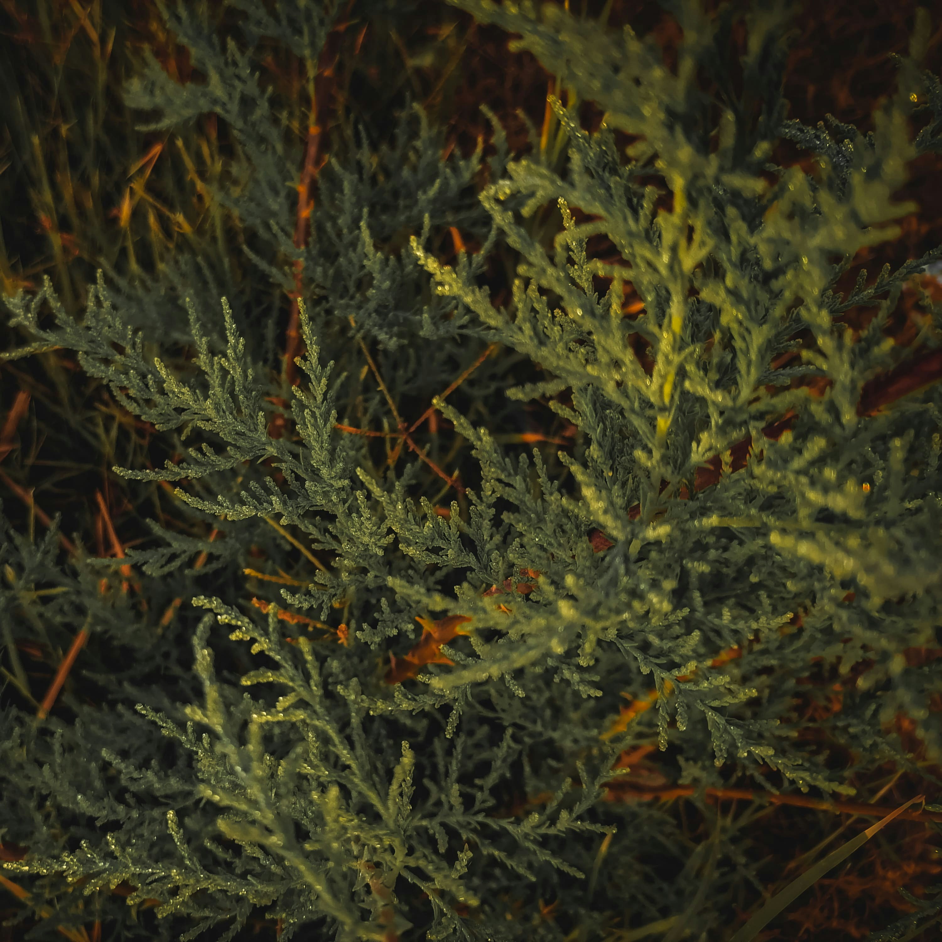 a close up of a tree