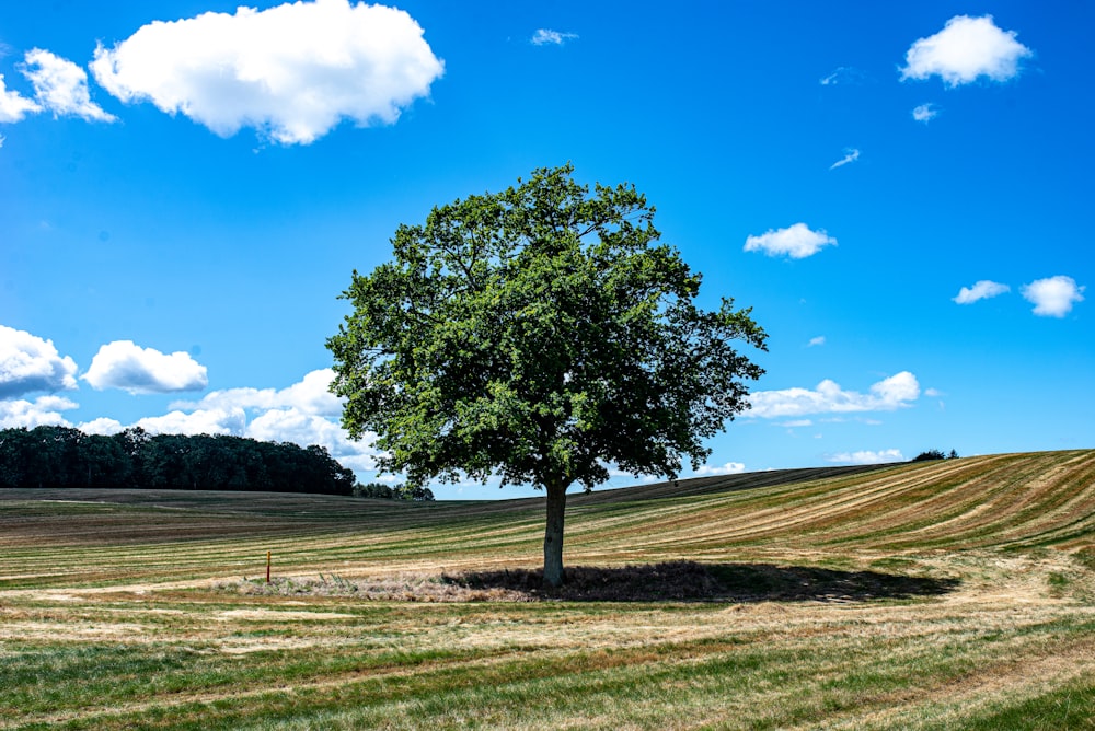 a tree in a field