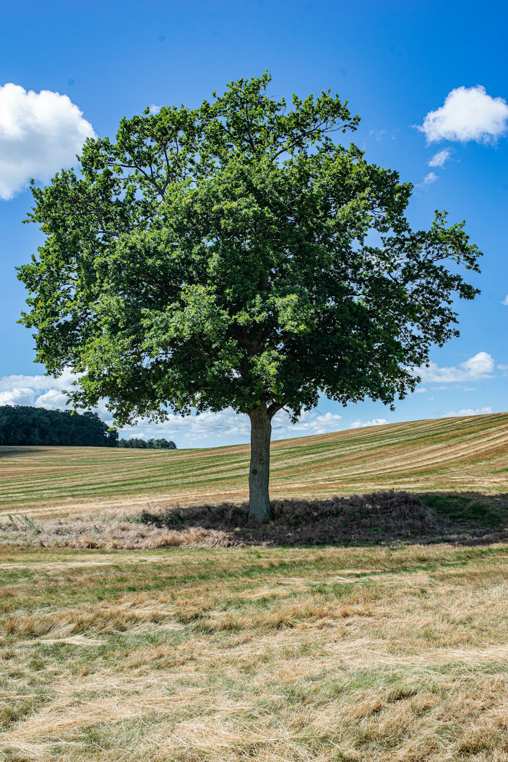 a tree in a field