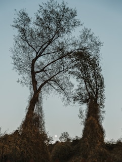 a large tree in a forest