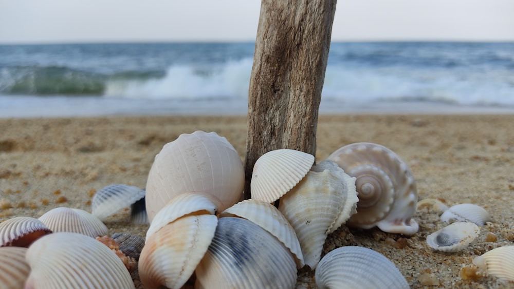 a group of shells on a beach