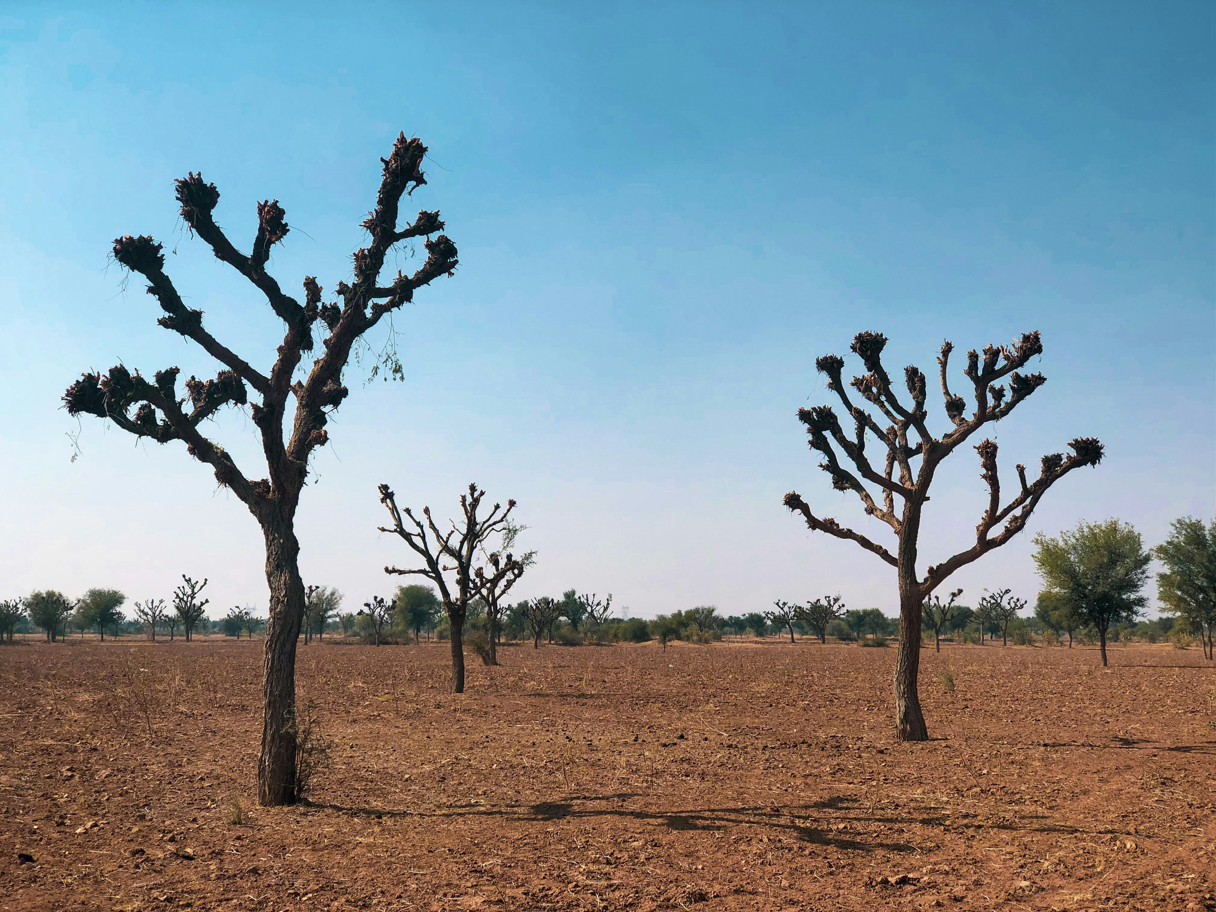 Nagaur, India - None