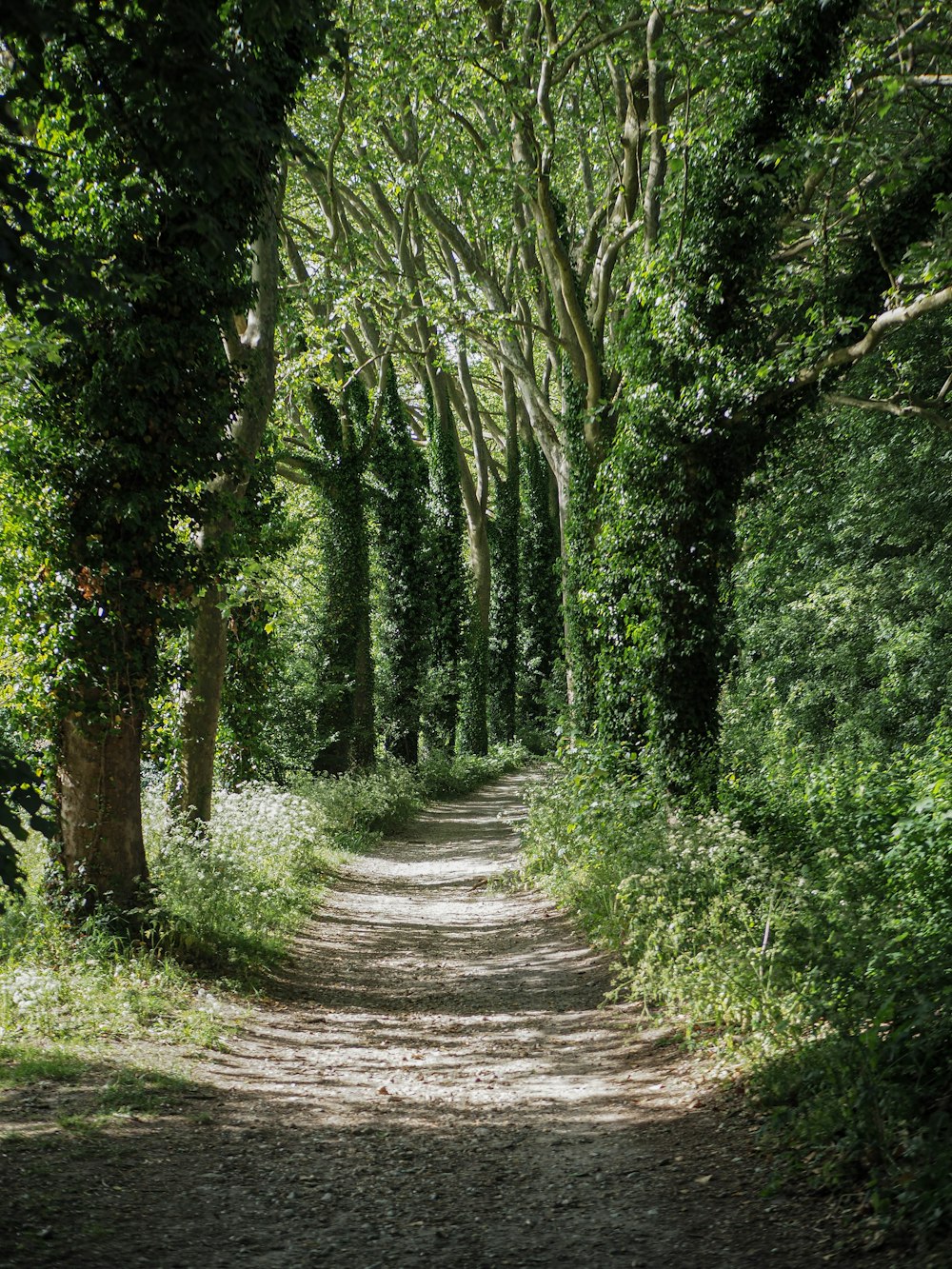 a dirt road in a forest