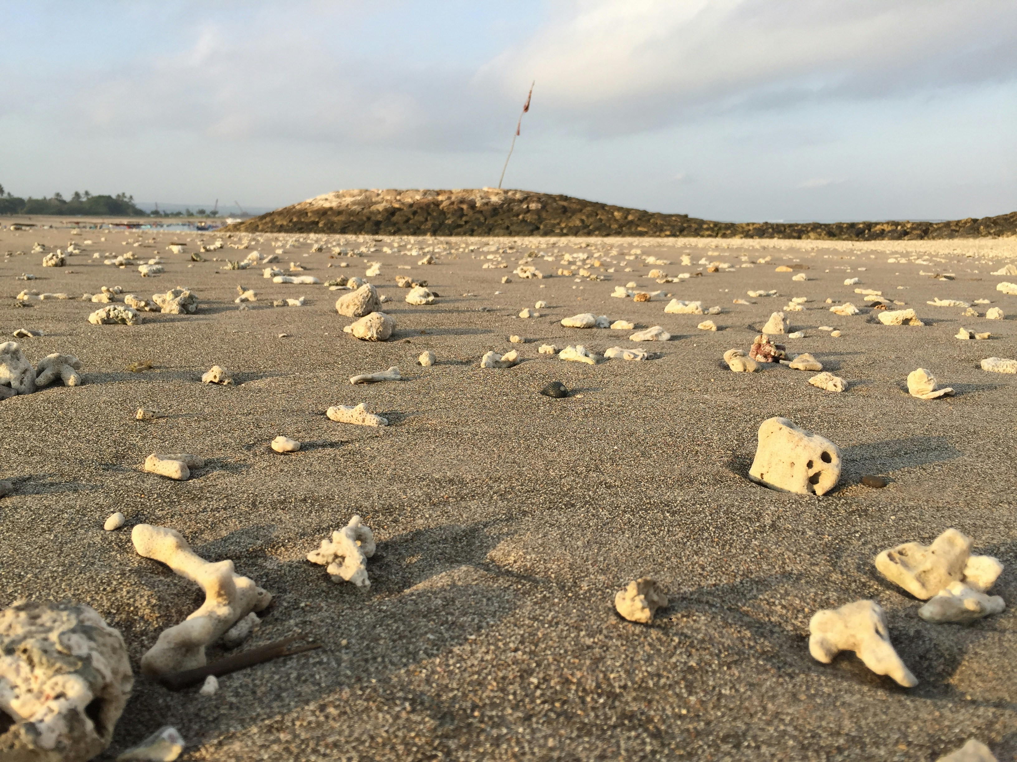 uma praia rochosa com muitas conchas