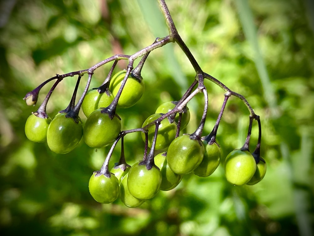 a close up of a tree with green fruits on it