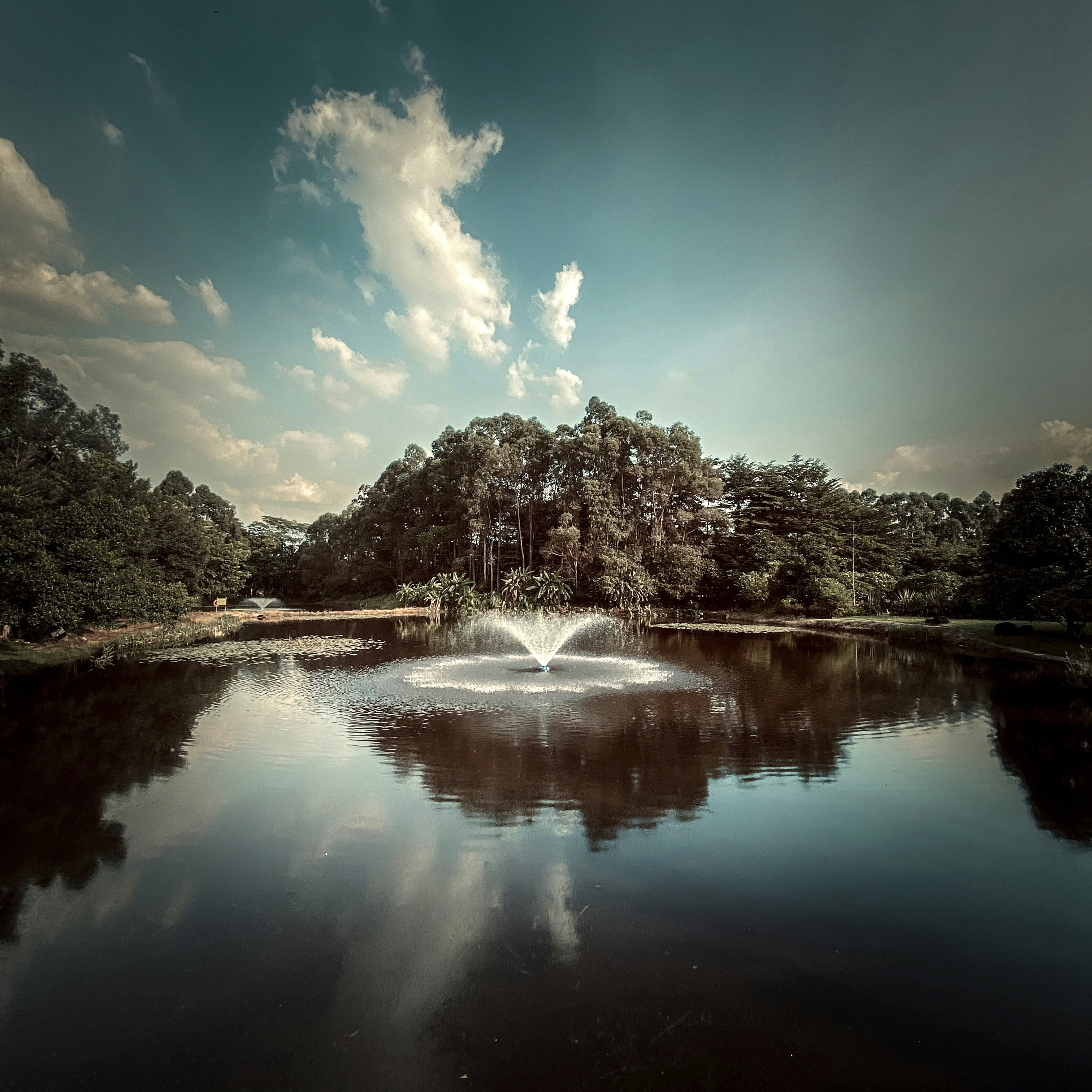 un plan d’eau entouré d’arbres